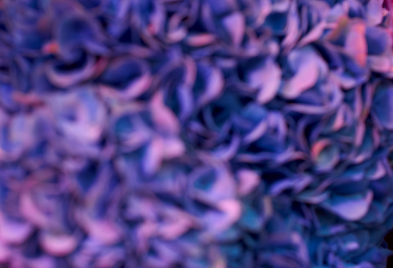 Blue Flowers, 2022.  Digital Photograph