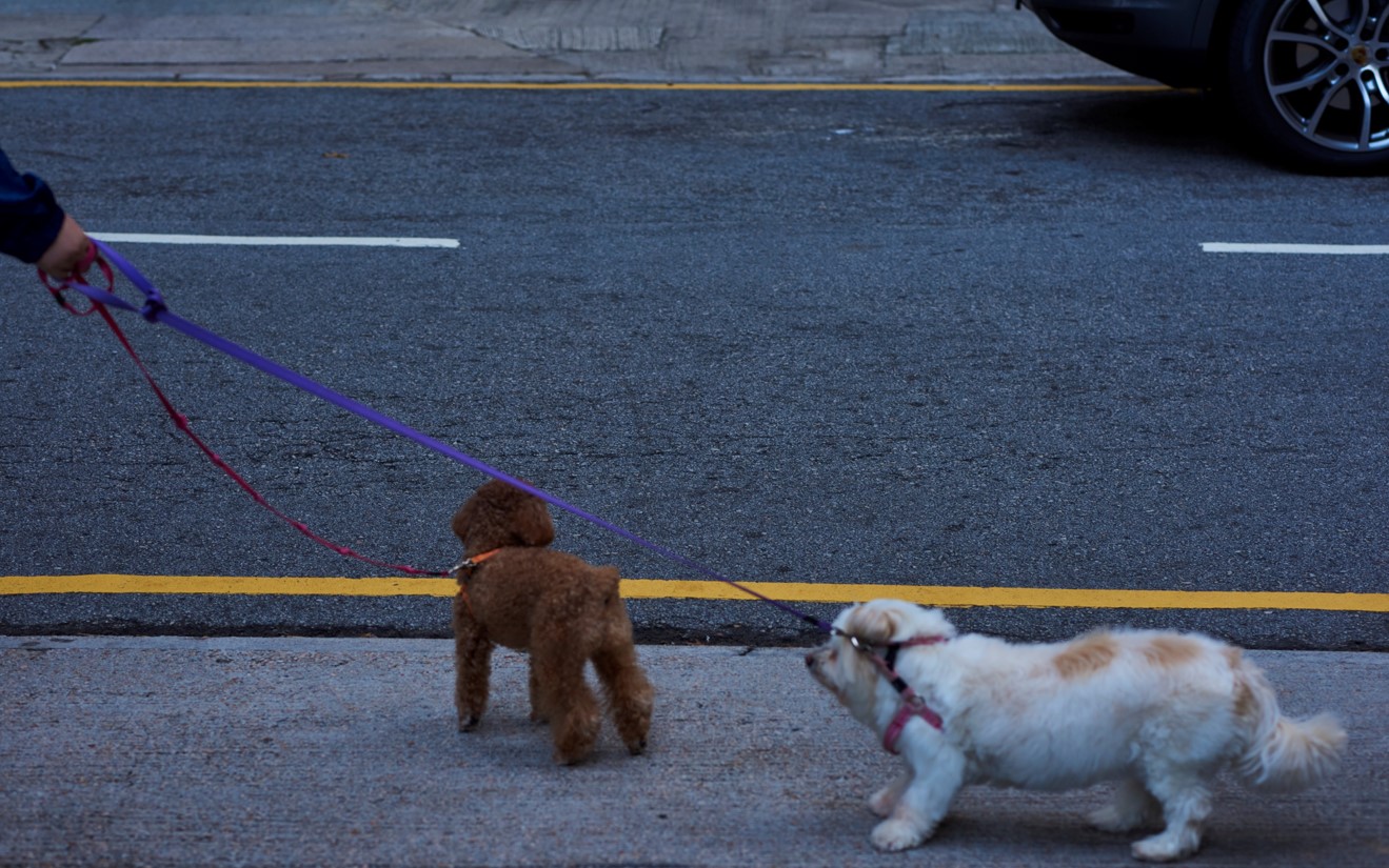 Dogs, 2022.  Digital Photograph