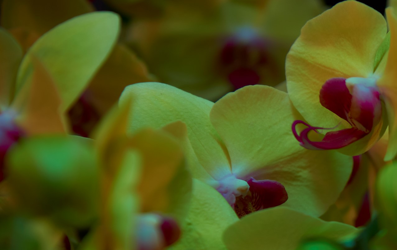 Orchids, 2022.  Digital Photograph