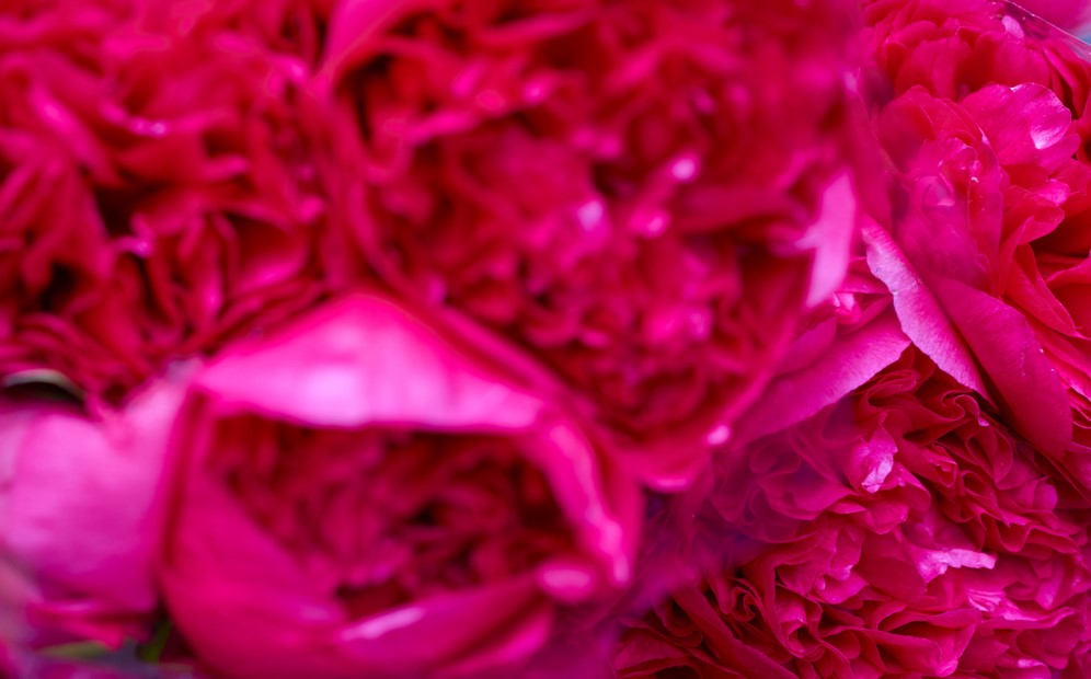 Pink Flowers, 2022.  Digital Photographs