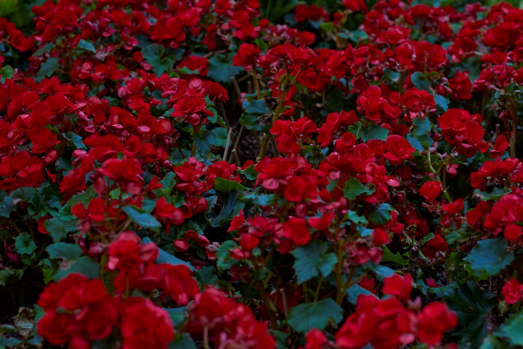 Red Flowers, 2022.  Digital Photographs